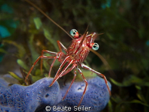 Hinge-beak Shrimp on a blue sponge by Beate Seiler 